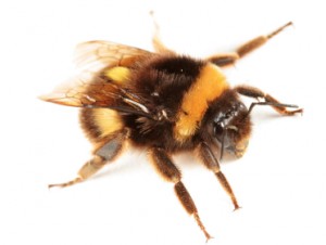 Carpenter-Bee